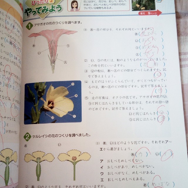 教科書ぴったりの通販 By スラムダンク ラクマ 教科書ぴったりの通販 By スラムダンク ラクマ
