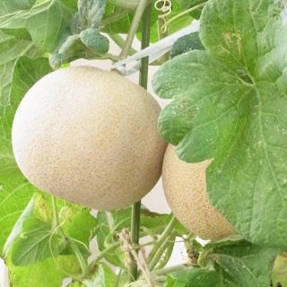 ころたんメロンの種 10粒(野菜)