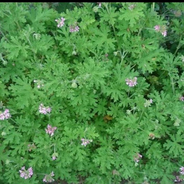 ゼラニウム カット苗 ローズ ガーデニング ハーブ 蚊避草 観葉植物 フラワー ハンドメイドのフラワー/ガーデン(その他)の商品写真