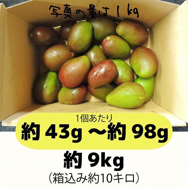 青9キロ、黄9キロの計18キロ　グリーンマンゴー 食品/飲料/酒の食品(フルーツ)の商品写真