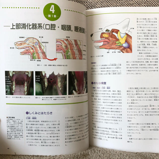 【美品】ビジュアルで学ぶ 動物看護学 エンタメ/ホビーの本(語学/参考書)の商品写真