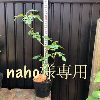 naho様以外の購入は不可です。(その他)