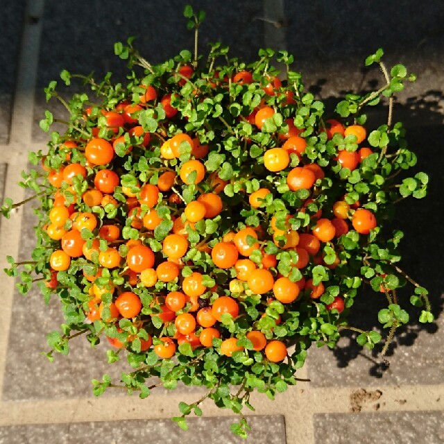 観葉植物 こけさんご 苔珊瑚 8㎝ポット ハンドメイドのフラワー/ガーデン(その他)の商品写真