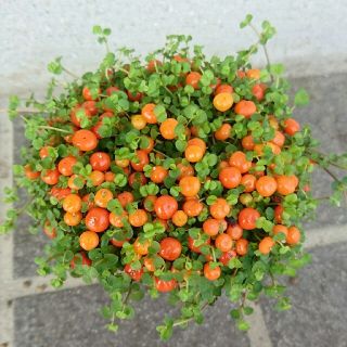 観葉植物 こけさんご 苔珊瑚 8㎝ポット(その他)