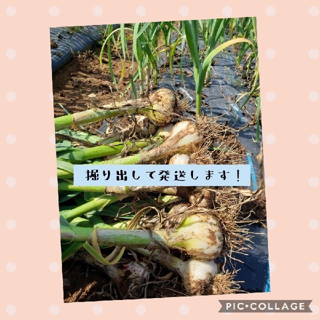 生にんにく1キロ◎【大分県産】 食品/飲料/酒の食品(野菜)の商品写真