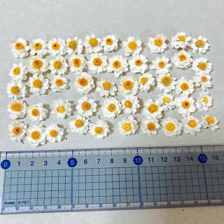 ドライフラワー  花かんざし  50個  a(その他)