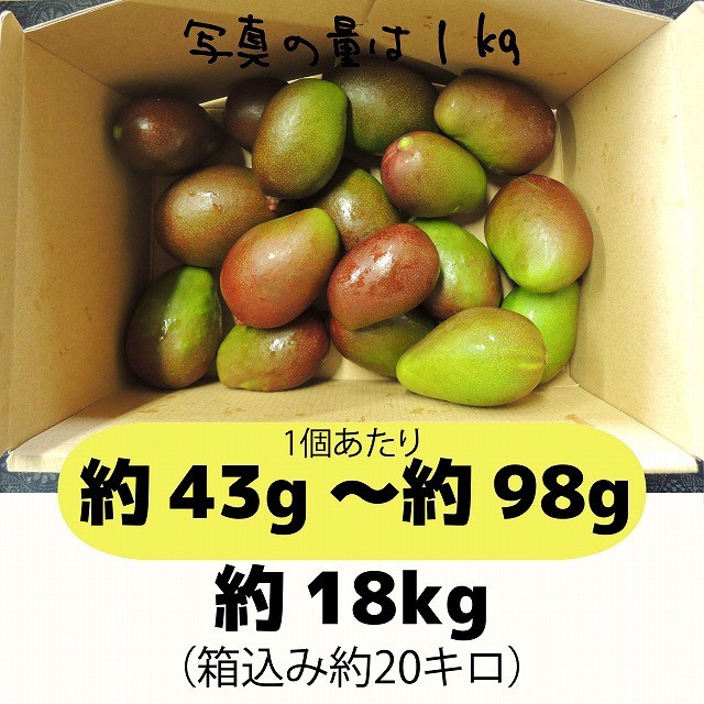 摘果マンゴー (【マンゴー】マンゴーの摘果作業!#マンゴー 摘果マンゴー (【マンゴー】マンゴーの摘果作業!#マンゴー