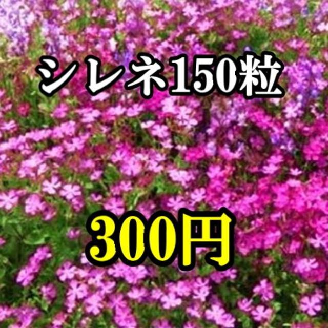 シレネの種　150粒以上 ハンドメイドのフラワー/ガーデン(その他)の商品写真