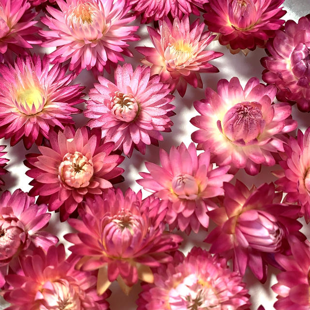 ✳︎ヘリクリサム ピンク40個 綺麗✳︎ ハンドメイドのフラワー/ガーデン(ドライフラワー)の商品写真