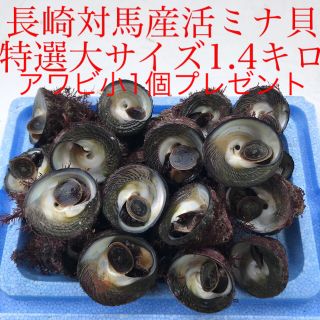 長崎対馬産活ミナ貝1 4キロ 特選大サイズ の通販 ラクマ 長崎対馬産活ミナ貝1 4キロ 特選大サイズ の通販 ラクマ
