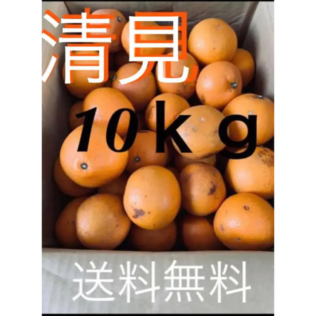 和歌山県 訳あり傷あり清見オレンジ約10kg 食品/飲料/酒の食品(フルーツ)の商品写真