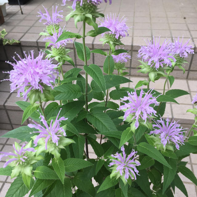 すべての花の画像 最高かつ最も包括的なモナルダ ベルガモット