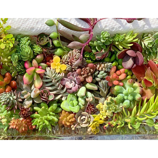 多肉植物  セダム  カット✩.*˚   いろいろ♩ ハンドメイドのフラワー/ガーデン(その他)の商品写真