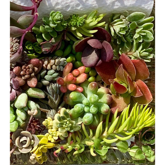多肉植物  セダム  カット✩.*˚   いろいろ♩ ハンドメイドのフラワー/ガーデン(その他)の商品写真
