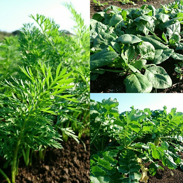 無農薬❗新鮮野菜セット(コンパクトbox) 長崎県五島列島産 食品/飲料/酒の食品(野菜)の商品写真