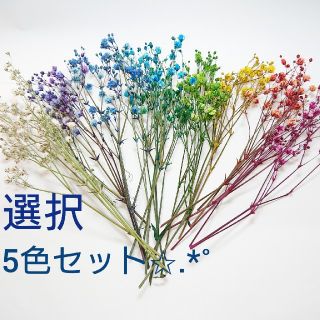 ★ドライフラワー かすみ草 5色オーダー★(ドライフラワー)