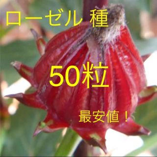 無農薬 ローゼルの種 50粒 2018年秋収穫(野菜)