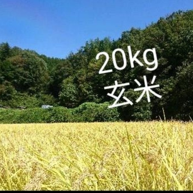 20キロ 玄米 こしひかりごはん