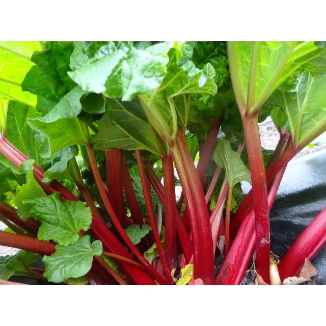 まっ赤なルバーブ・クリムゾンチェリー（生茎、１キロ、レシピ集付き） 食品/飲料/酒の食品(野菜)の商品写真