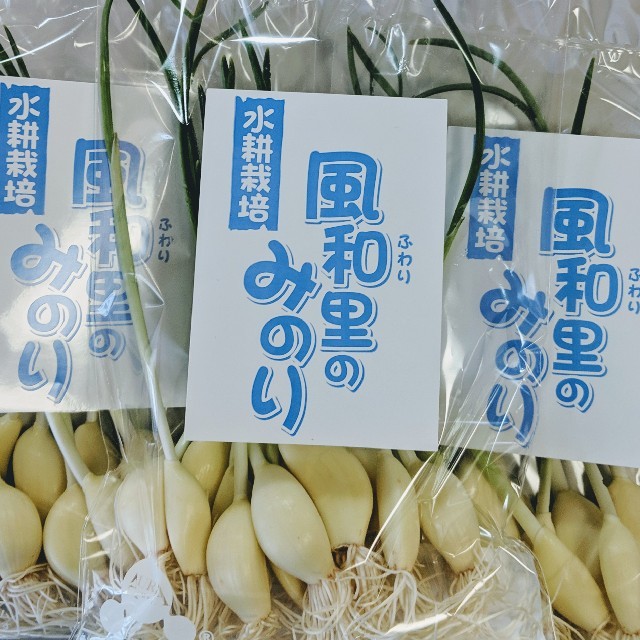 友芽（ゆめ）にんにく 食品/飲料/酒の食品(野菜)の商品写真