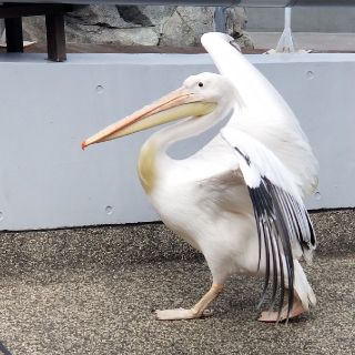 yrj様専用(ハンドバッグ)