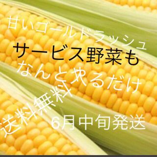 無農薬トウモロコシ激安入るだけ6月中旬発送(野菜)