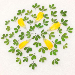 68 押し花セット♡即日発送✿ハンドメイド 素材 小花(ドライフラワー)