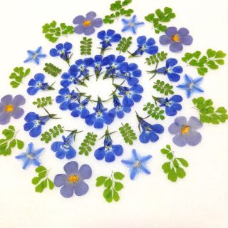 70 押し花セット♡即日発送✿ハンドメイド 素材 小花(ドライフラワー)