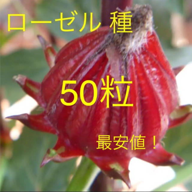 無農薬 ローゼル の種 50粒 2018年秋収穫 食品/飲料/酒の食品(野菜)の商品写真