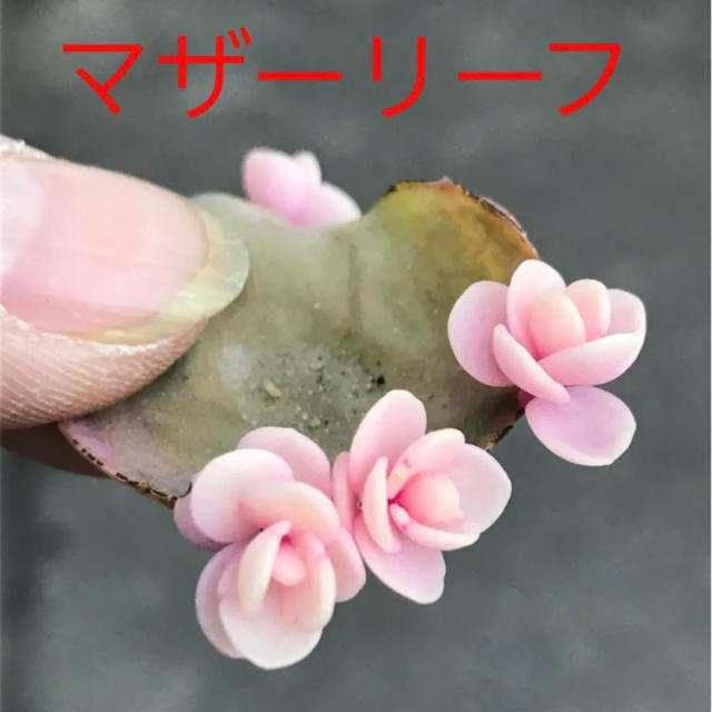はな様 専用マザーリーフ 親葉 奇跡の葉 妊活に 多肉植物の通販 By まゆみ S Shop ラクマ はな様 専用マザーリーフ 親葉 奇跡の葉 妊活に 多肉植物の通販 By まゆみ S Shop ラクマ