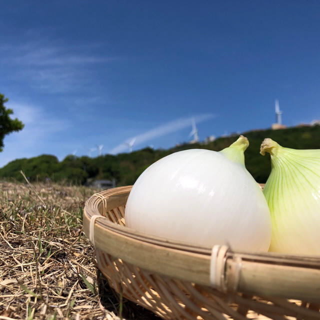 淡路島 新玉ねぎ たまねぎ 10kg 食品/飲料/酒の食品(野菜)の商品写真