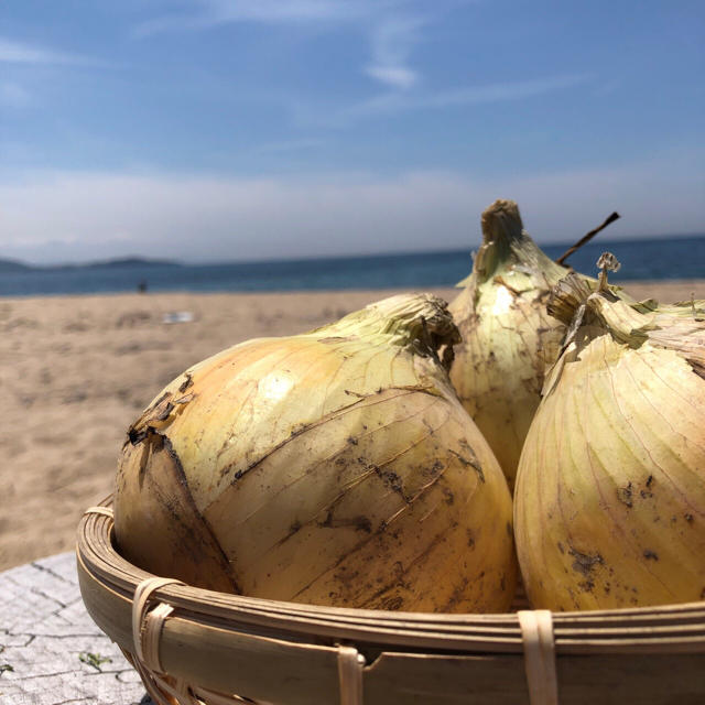 淡路島 新玉ねぎ たまねぎ 10kg 食品/飲料/酒の食品(野菜)の商品写真