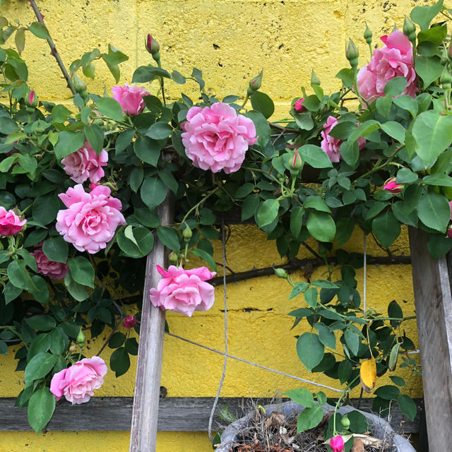 スパニッシュビューティー 四季咲き つるバラ カット苗 3本 即購入可 ハンドメイドのフラワー/ガーデン(その他)の商品写真