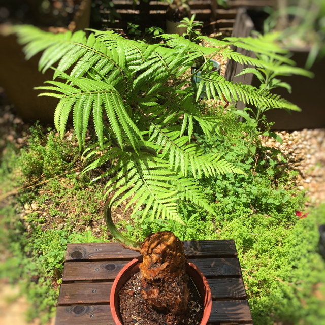 観葉植物|ゴールデンチャウチャウ|タカワラビ