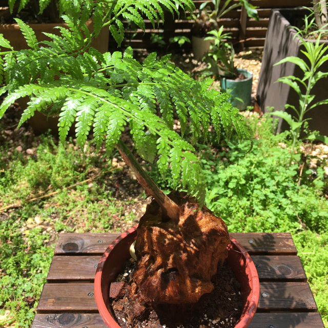 観葉植物|ゴールデンチャウチャウ|タカワラビ