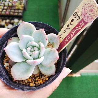 ももりん ミックスベリア 多肉植物の通販 by *みぃ*'s shop|ラクマ ももりん ミックスベリア 多肉植物の通販 by *みぃ*'s shop|ラクマ