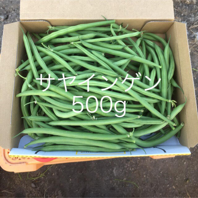 鹿児島産甘サヤインゲン箱込み500g^_^ 食品/飲料/酒の食品(野菜)の商品写真