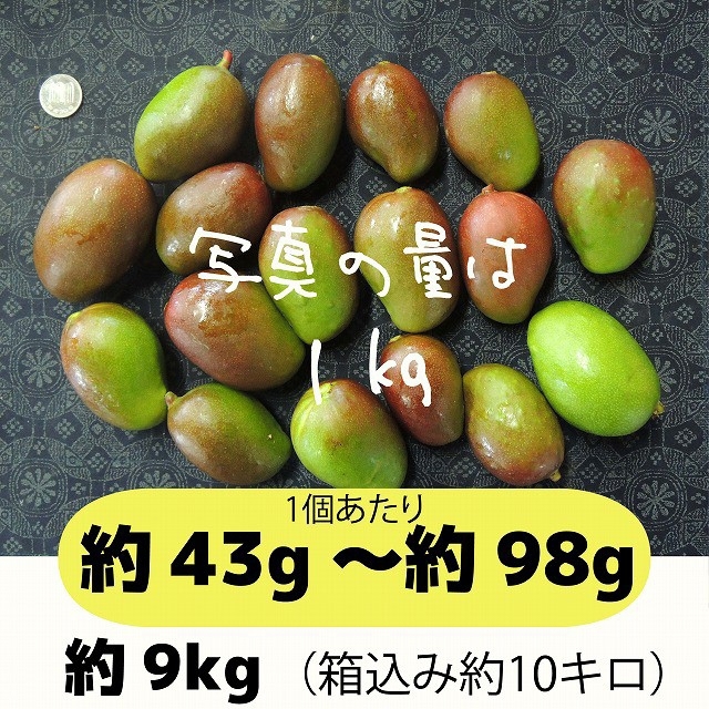 ［黄10］約9キロ　グリーンマンゴー 青マンゴー　摘果マンゴー　加工用 食品/飲料/酒の食品(フルーツ)の商品写真