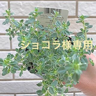 希少‼️  シルバーレモンタイム  苗   寄せ植え(その他)