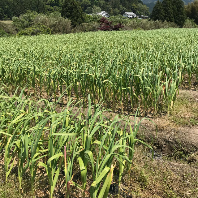 期間限定！ 生にんにく 1㎏ 送料込み 食品/飲料/酒の食品(野菜)の商品写真