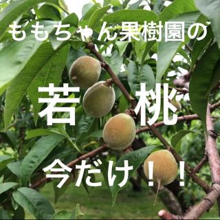 採りたて新鮮！！ももちゃん果樹園の若桃 青桃 加工用 即購入可能！！挑戦するべ！(野菜)