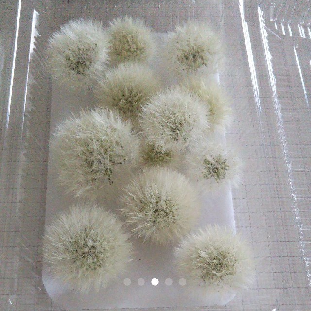 たんぽぽドライフラワー No 3 訳あり品の通販 By Eri S Shop ラクマ たんぽぽドライフラワー No 3 訳あり品の通販 By Eri S Shop ラクマ