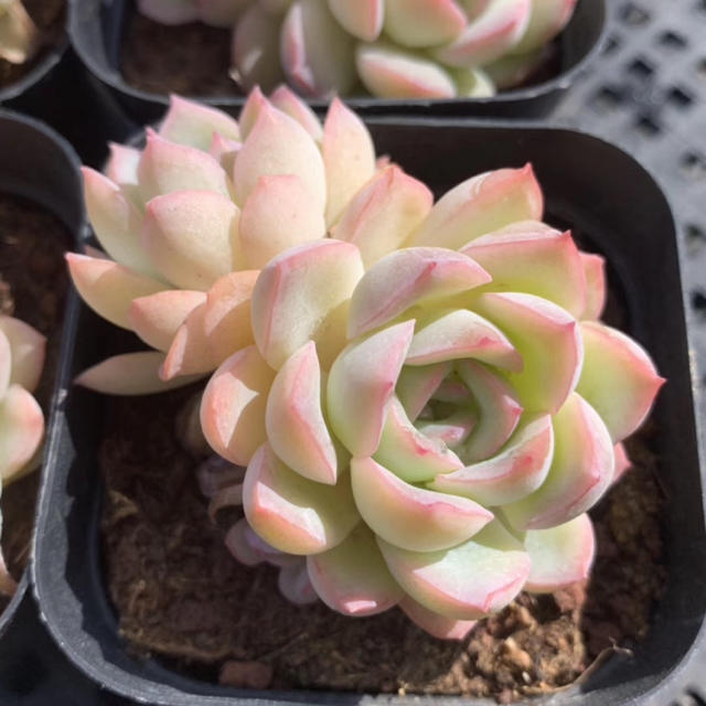 Echeveria Sasaその他