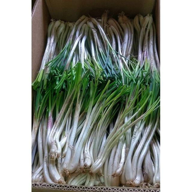 お土産にも！人気の沖縄産 島らっきょう500g 食品/飲料/酒の食品(野菜)の商品写真