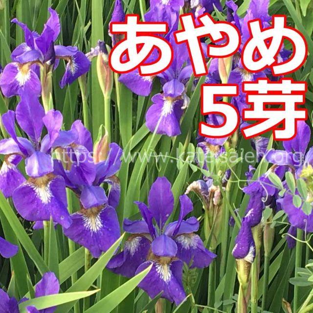 あやめ 苗 5芽 草花 山野草 紫色 多年草 ☆植え替え時♪ ハンドメイドのフラワー/ガーデン(その他)の商品写真