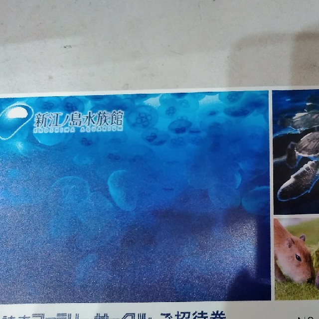 新江ノ島水族館　２枚セット チケットの施設利用券(水族館)の商品写真