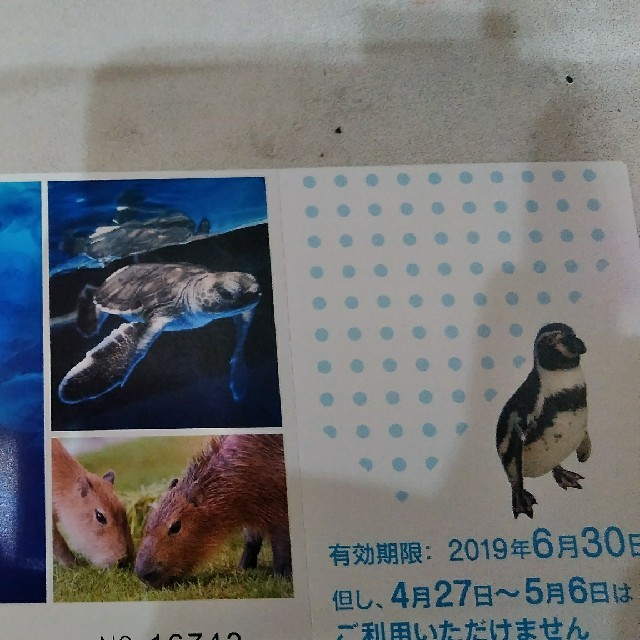 新江ノ島水族館　２枚セット チケットの施設利用券(水族館)の商品写真