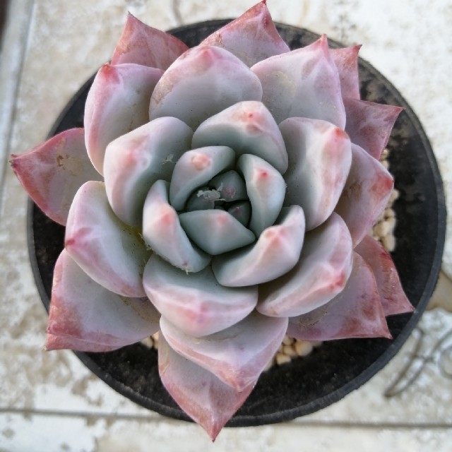 エケベリア 苺ミルク 多肉植物の通販 by 株式会社多肉永遠ラクマ's