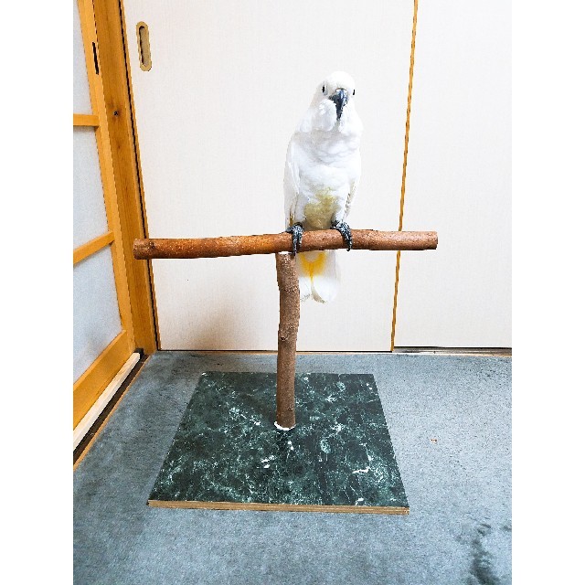 オウムスタンド新作‼️の通販 by ひろみん❗オウム&インコ オウムスタンド新作‼️の通販 by ひろみん❗オウム&インコ