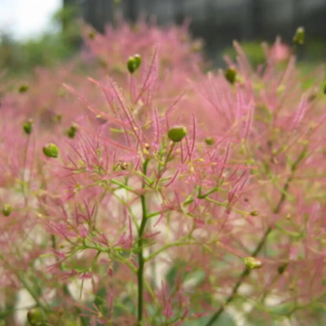 スモークツリー   ピンク  苗   花穂つき‼️  ドライフラワーにも！ ハンドメイドのフラワー/ガーデン(ドライフラワー)の商品写真